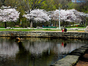High Park Cherry Tree Blossoms