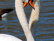 Mute Swans in Love