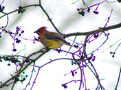 Cedar Waxwing