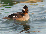 Female Bufflehead