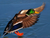 Male Mallard about to land