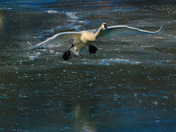 On final approach to touchdown