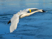 Swan fly-by