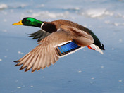 Male Mallard in flight