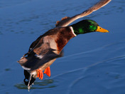Male Mallard a half second from touchdown