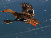 Female Mallard in flight