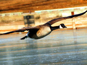 Canada Goose gliding in