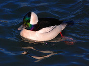 Male Bufflehead Swiming in the blue waters