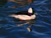 Male Bufflehead surrounded by Blue water