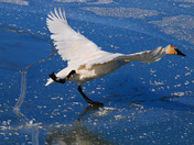 Trumeter Swan skating on ice?