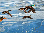 Mallards over ice.jpg