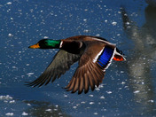 Mallard flight.jpg