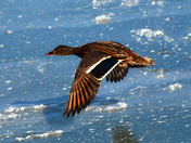 Flying low over the ice