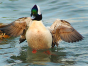 Male Bufflehead wing spread