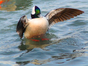 Male Bufflehead spreading its wings