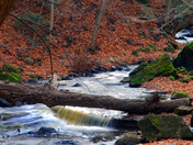 Webster Falls creek downstream