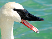 Close-up Trumpeter Swan