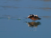 Longtail Duck taking flight