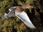 Mallard in flight