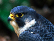 Peregrine Falcon