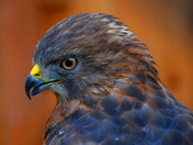 Broad Tailed Hawk