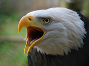 Bald Eagle  Mountsburg Conservation Area