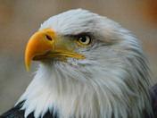 Bald Eagle  Mountsburg Conservation Area