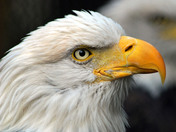 Bald Eagle  Mountsburg Conservation Area
