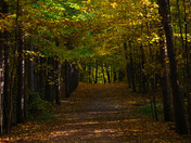 Fall colors in the Hilton Falls conservation area