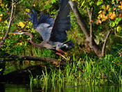 Great Blue Heron take-off