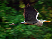 Great Blue In flight down river