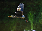 Startled a Great Blue heron from the shoreline 