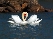 Are these Swans In Love