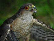 Sharp Shinned Hawk Killing Blue Jay