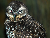 Burrowing Owl