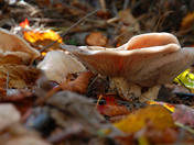 Giant Mushrooms on the forest floor