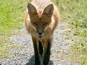 Red Fox