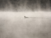 Early morning Loon