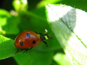 Leaping Lady Bug