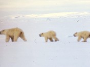Mother & cubs near Beechy Island.JPG