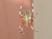Orb Weaver?