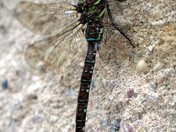 Dragonfly sitting on the wall enjoying the sunshine