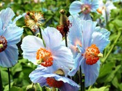 Blue Poppies at Reford Gardens