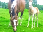 Mare and Foal