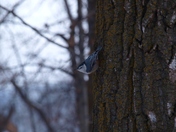 Winter in the Forest