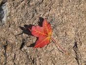 Red Leaf