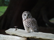barred owl, Beacon Hill Park Victoria