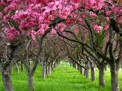 Crabapple Trees