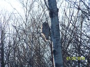 owl in yard