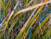 Ribbons of Grasses.jpg